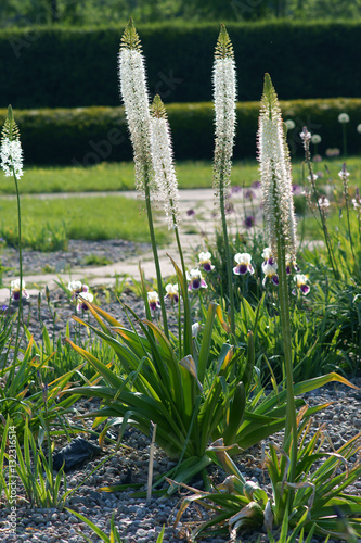 Eremurus himalaicus / foxtail lilies / desert candles photo