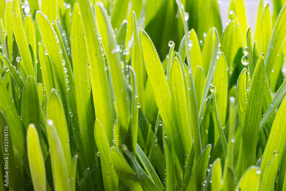 Fototapeta premium fresh young oats with dew