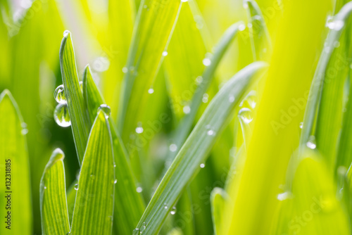 fresh young oats with dew