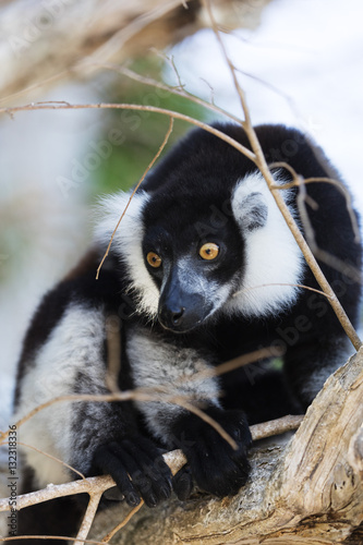 Male black-and-white ruffed lemur (Varecia variegata), Nosy Iranja, northern area, Madagascar photo