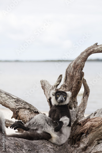 Black-and-white ruffed lemur (Varecia variegata), Lake Ampitabe, Pangalanes Lakes, Tamatave, Madagascar photo
