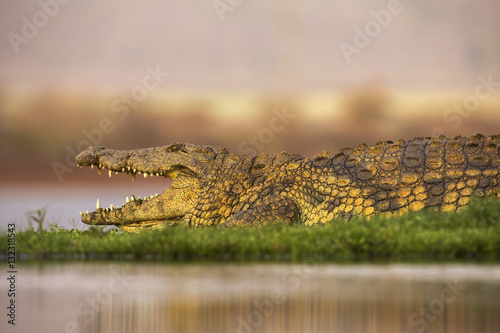 Nile crocodile (Crocodylus niloticus), Zimanga private game reserve, KwaZulu-Natal photo
