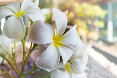 Big white flower frangipani or plumeria with water drop 