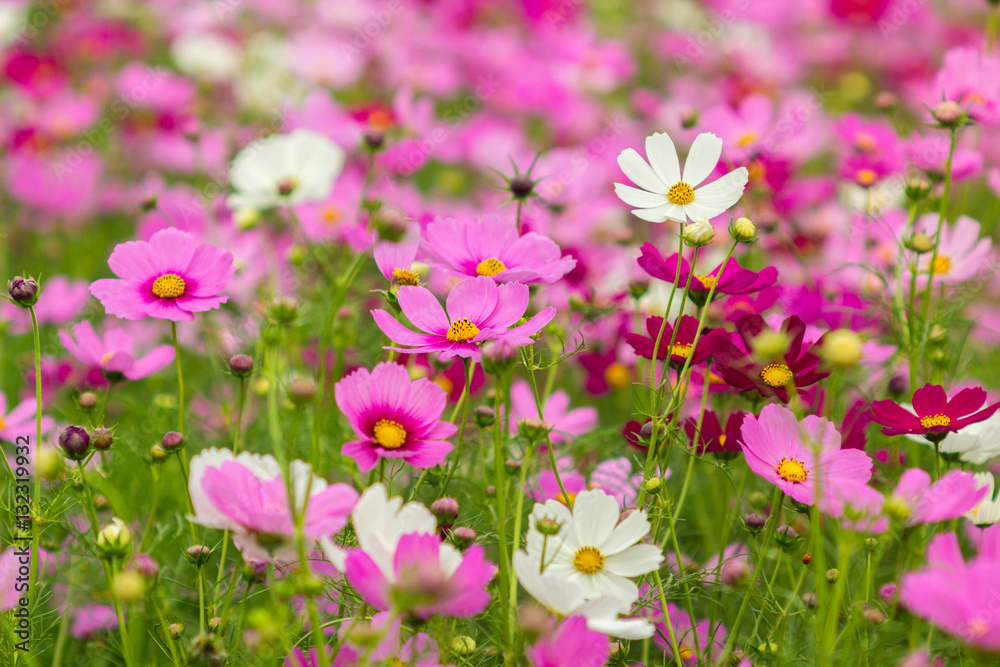 Beauty cosmos flowers in the garden.