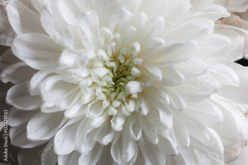 white chrysanthemum as background. The white chrysanthemum flower, closeup, macro. White flower close up. beautiful bouquet with chrysanthemum, background.