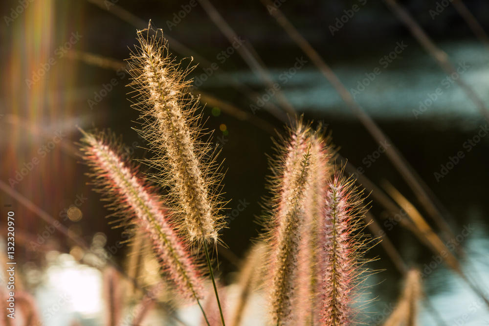 Sunset light over grass Sunset light over grass