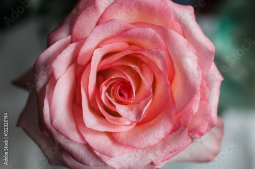 Beautiful pink Rose close   . Beautiful pink rose on colorful ba