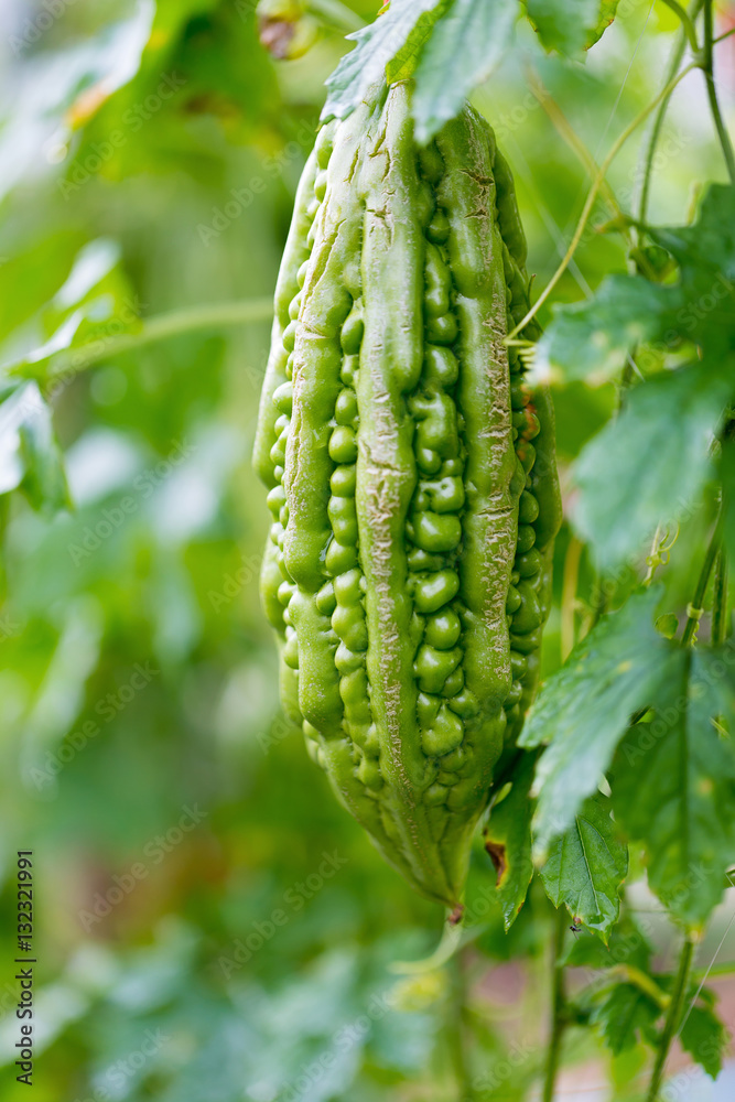 Wild Bitter Gourd, Bitter Cucumber,Bitter Gourd in garden. Wild Bitter Gourd, Bitter Cucumber,Bitter Gourd in garden.