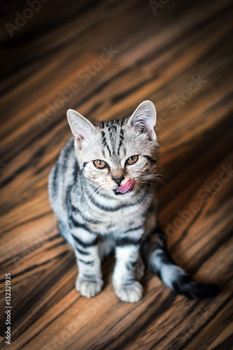 Young Scottish straight cat shows tongue. Scottish kitten sitting on the floor.