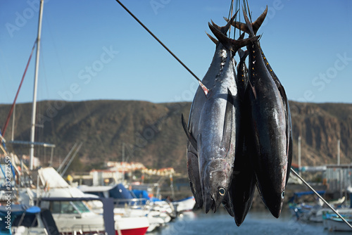 Fishing boat unloading tuna at harbor pier