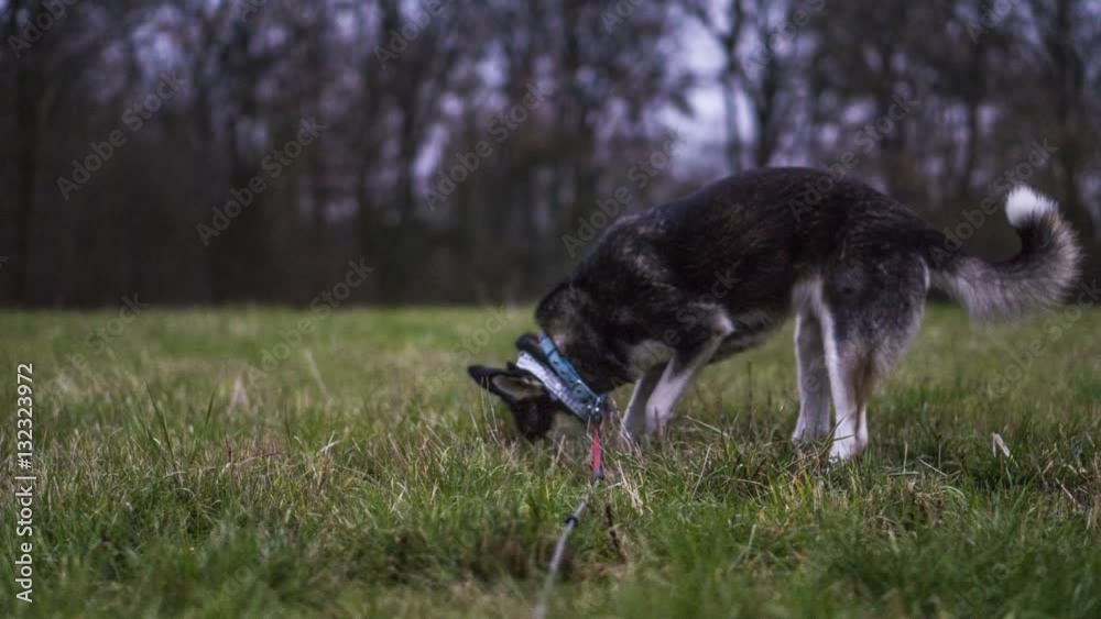 Kurze Timelapse Sequenz eines aktiven Huskys