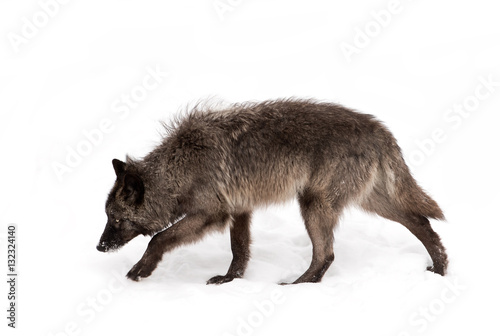 Black wolf isolated on a white background walking in the winter snow 