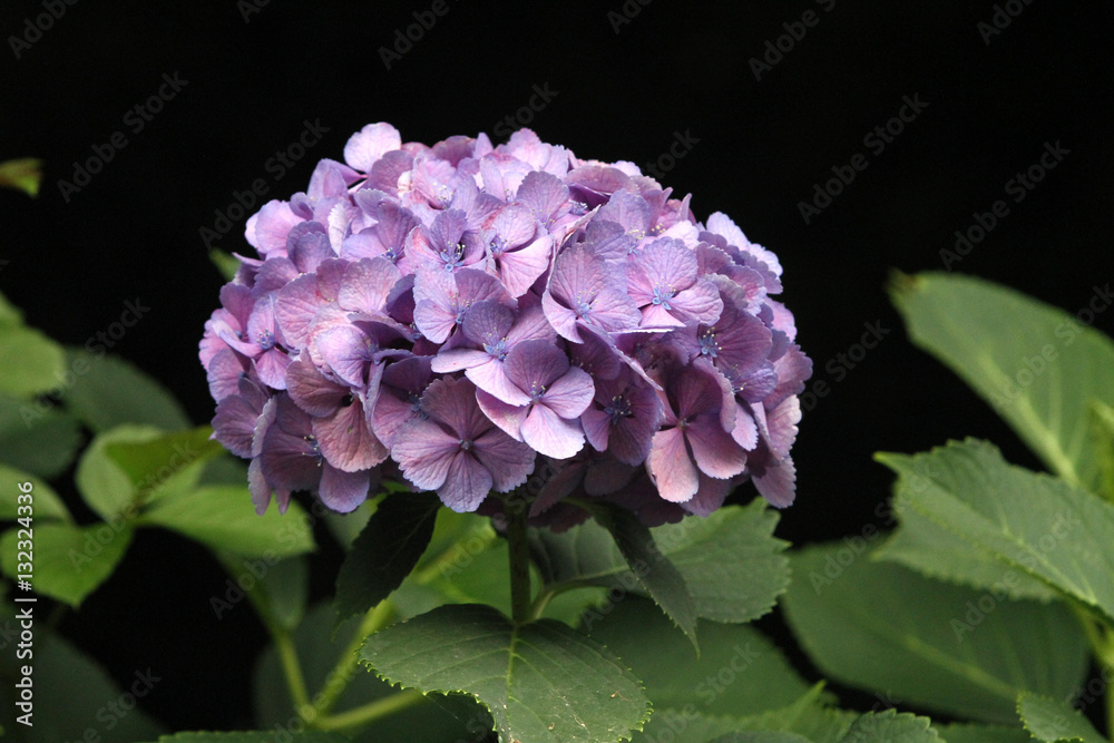 紫陽花 紫陽花