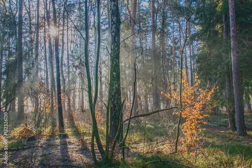 autumn clours in december - Herbstfarben im Dezember photo