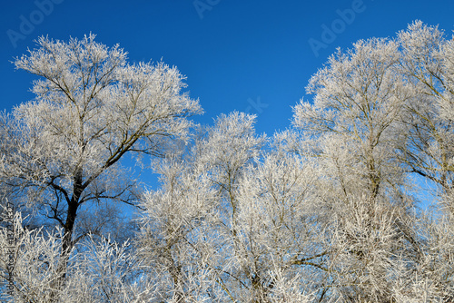 Frozen trees with blue sky. 
