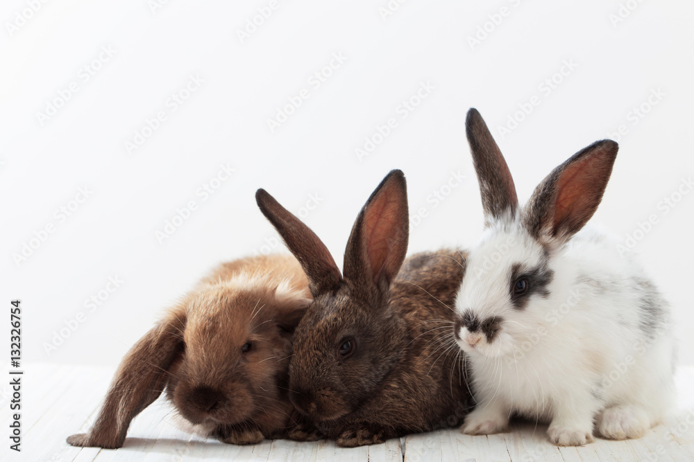 bunny rabbits on white background bunny rabbits on white background