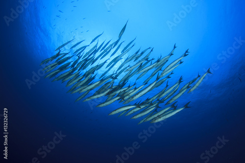 Underwater fish school barracuda