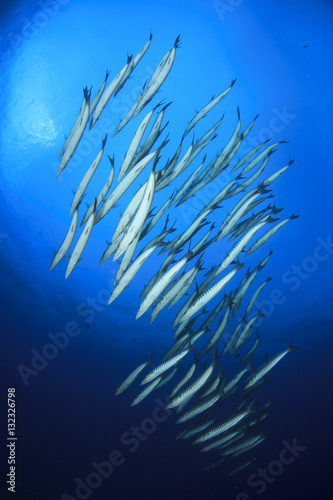 Underwater fish school barracuda