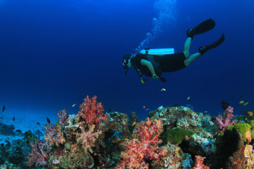 Foto auf Acrylglas Tauchen Tauchen Unterwasser-Korallenriff  © Richard Carey