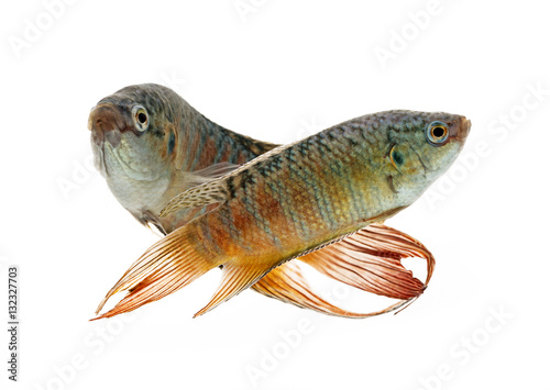 Fototapeta Naklejka Na Ścianę i Meble -  Macropodus opercularis - Paradise fish, Forktail fightingfish - aquarium fish