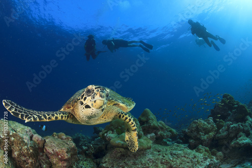 Sea Turtle and scuba divers
