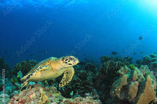 Hawksbill Sea Turtle © Richard Carey