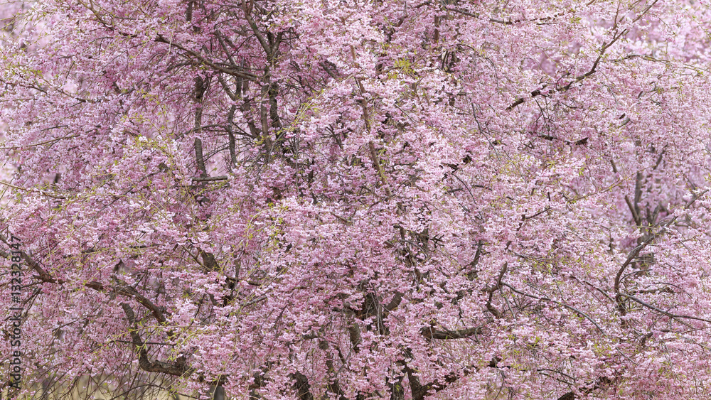 八重桜 八重桜