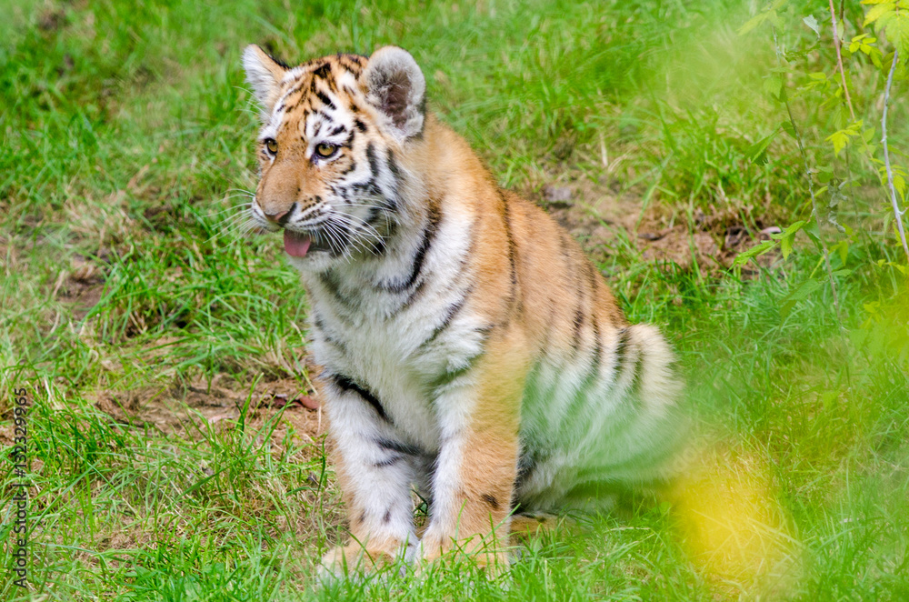 Fototapeta premium Amur Tiger Cub