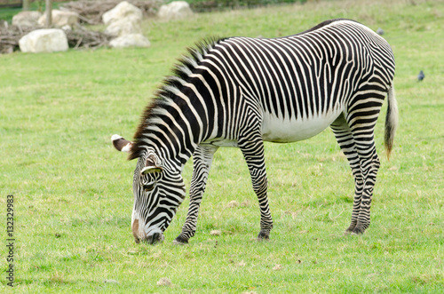 Grevy s Zebra
