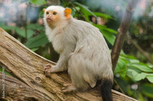 A Silvery Marmoset photo