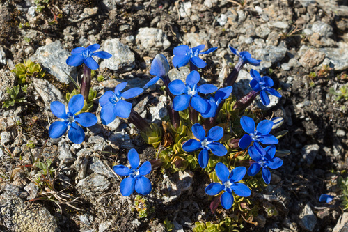 Alpine flower Gentiana Orbicularis Schur. Aosta valley, Italy. Photo taken at an altitude of 2700 meters photo