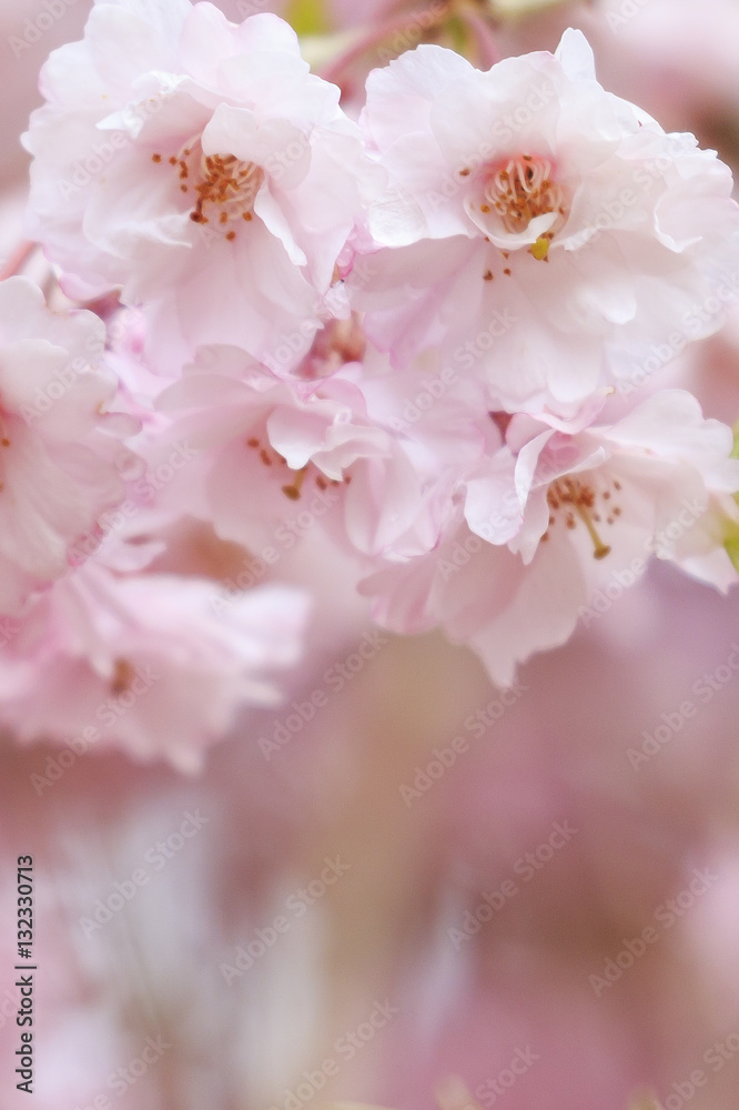八重桜 八重桜
