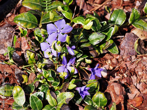 Vinca minor 'Ralph Schubert' - lesser periwinkle, dwarf periwinkle 