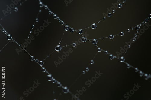 Droplets on web spider in the morning.