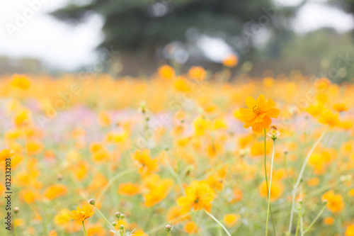 yellow cosmos