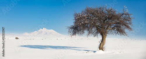 The tree and Mount Erciyes in Turkey during winter photo