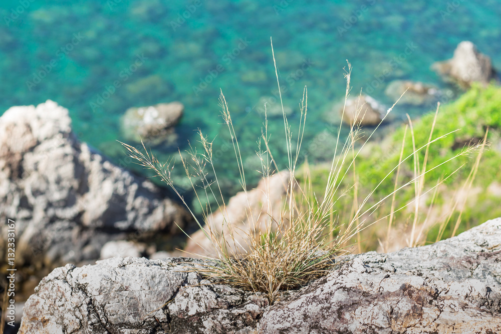 The grass on the cliff The grass on the cliff