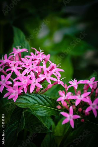 Pink Flowers