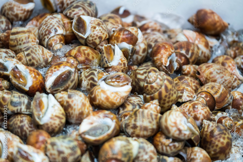 Group of shell in the market,Bangkok,Thailand Group of shell in the market,Bangkok,Thailand