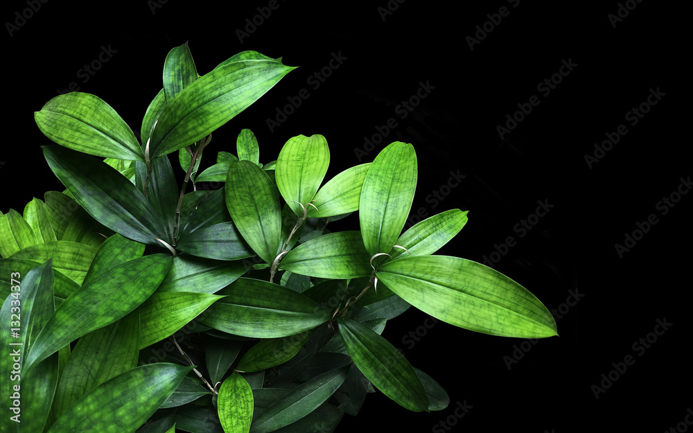 Fototapeta premium Japanese bamboo plant greenery leaves (Dracaena surculosa) on bl