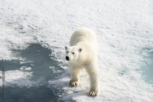 Polar bear (Ursus maritimus) on the pack ice north of Spitsberg