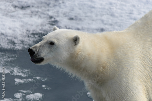 Polar bear (Ursus maritimus) on the pack ice north of Spitsberg