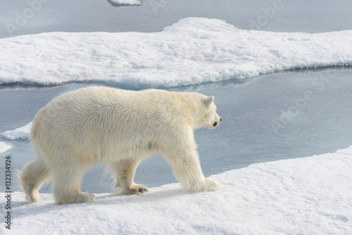 Polar bear (Ursus maritimus) on the pack ice north of Spitsberg