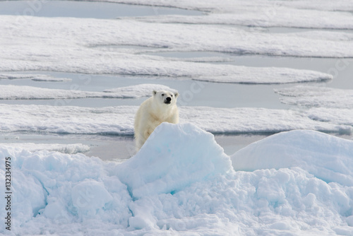 Polar bear (Ursus maritimus) on the pack ice north of Spitsberg