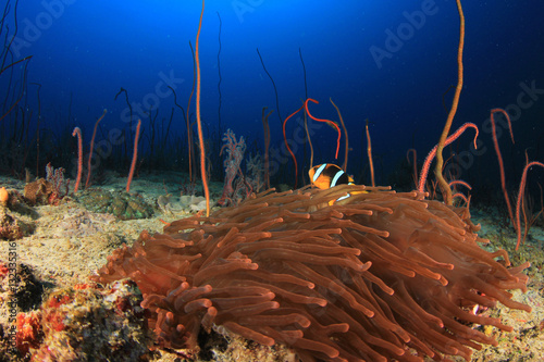 Underwater coral reef and fish in ocean photo