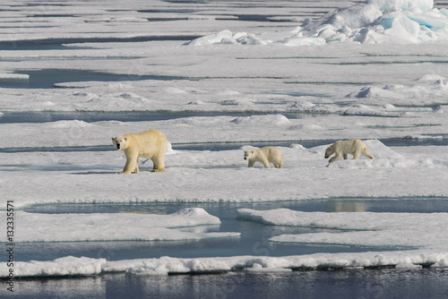 Polar bear mother (Ursus maritimus) and twin cubs on the pack ic