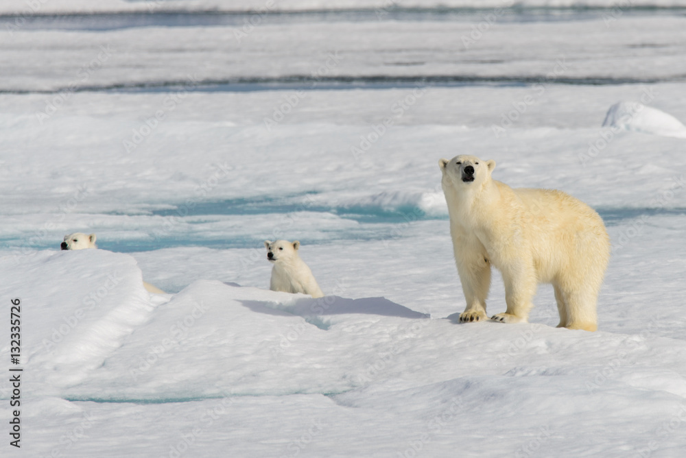Polar bear mother (Ursus maritimus) and twin cubs on the pack ic Polar bear mother (Ursus maritimus) and twin cubs on the pack ic