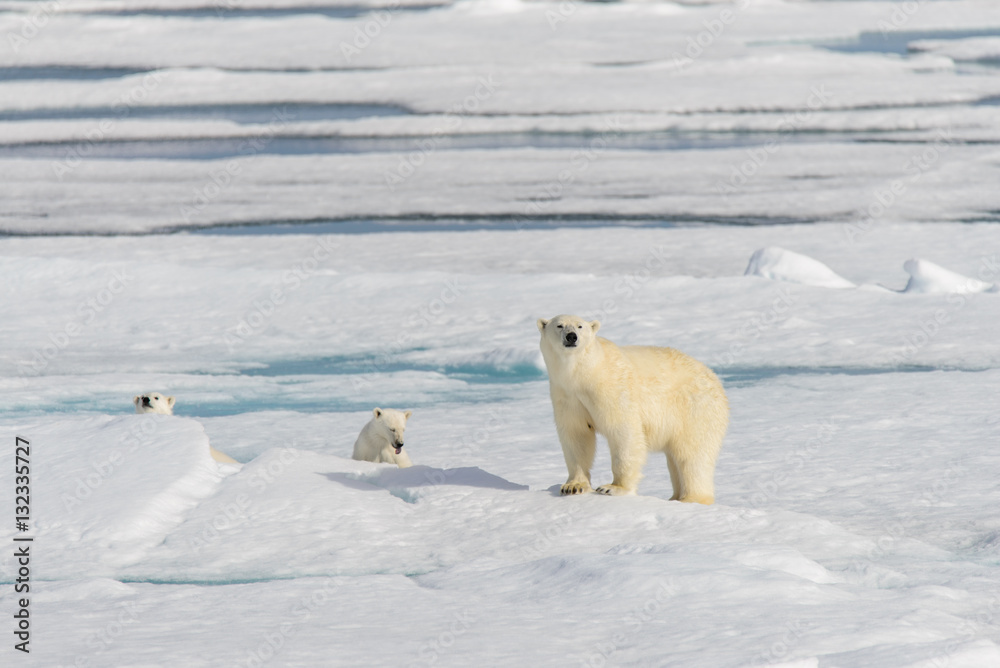 Polar bear mother (Ursus maritimus) and twin cubs on the pack ic Polar bear mother (Ursus maritimus) and twin cubs on the pack ic