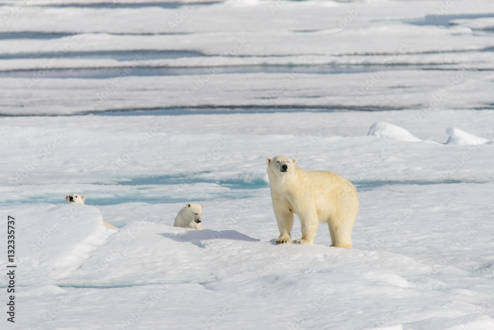 Polar bear mother (Ursus maritimus) and twin cubs on the pack ic Polar bear mother (Ursus maritimus) and twin cubs on the pack ic