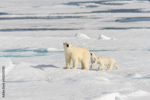 Polar bear mother (Ursus maritimus) and twin cubs on the pack ic
